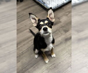 Mutt Dogs for adoption in Aurora, CO, USA