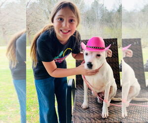 Mutt Dogs for adoption in FRAMINGHAM, MA, USA