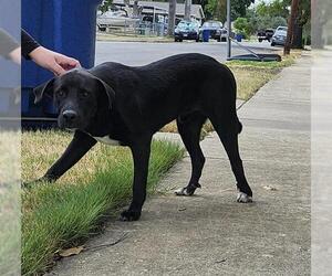 Labrador Retriever-Unknown Mix Dogs for adoption in San Antonio, TX, USA