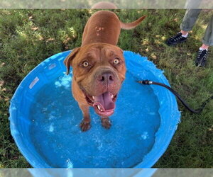 Mutt Dogs for adoption in Tulsa, OK, USA