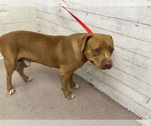 American Pit Bull Terrier Dogs for adoption in San Bernardino, CA, USA