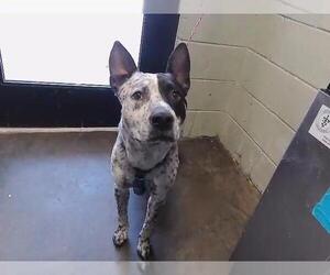 Mutt Dogs for adoption in Tulsa, OK, USA