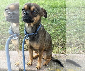 Chug Dogs for adoption in Coralville, IA, USA