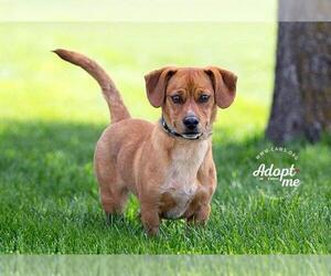 Doxle Dogs for adoption in Salt Lake City, UT, USA
