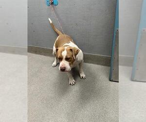 American Pit Bull Terrier-Unknown Mix Dogs for adoption in Las Vegas, NV, USA