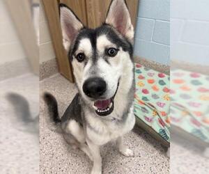 Siberian Husky Dogs for adoption in Brighton, CO, USA