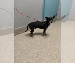Mutt Dogs for adoption in Las Vegas, NV, USA