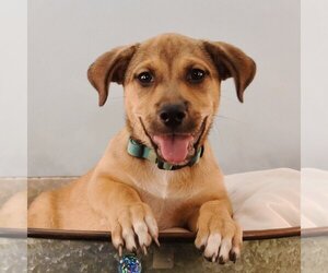 Bassugg Dogs for adoption in Sheridan, CO, USA