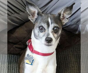 Rat-Cha Dogs for adoption in Atlanta, GA, USA