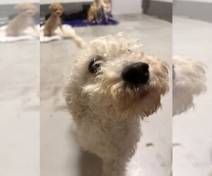 Poodle (Miniature) Dogs for adoption in Studio City, CA, USA