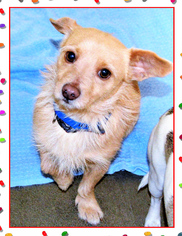 Medium Photo #16 Mutt Puppy For Sale in San Jacinto, CA, USA