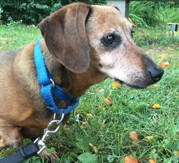 Dachshund Dogs for adoption in Orleans, VT, USA