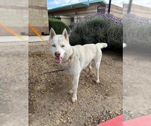 Siberian Husky-Unknown Mix Dogs for adoption in Riverside, CA, USA