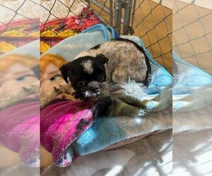 Shih Tzu Dogs for adoption in Jackson Township, NJ, USA