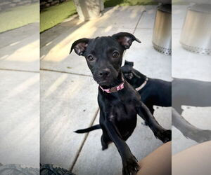 Chihuahua-Unknown Mix Dogs for adoption in Oakley , CA, USA