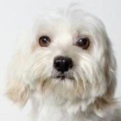 Maltese Dogs for adoption in West Hollywood, CA, USA