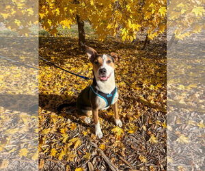 Mutt Dogs for adoption in Sandy, UT, USA