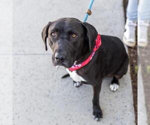 Labrador Retriever-Unknown Mix Dogs for adoption in San Diego, CA, USA