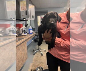 Labrador Retriever-Unknown Mix Dogs for adoption in Tallahassee, FL, USA