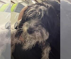 Havanese Dogs for adoption in Bakersfield, CA, USA