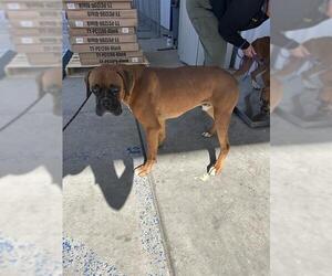 Boxer Dogs for adoption in Bakersfield, CA, USA