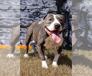 Mutt Dogs for adoption in Abbeville, LA, USA