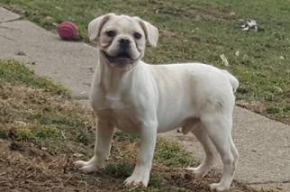 French Bulldog Dogs for adoption in Morgantown WV, PA, USA