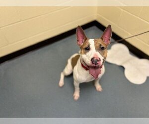 Bull Terrier-Unknown Mix Dogs for adoption in Denver, CO, USA