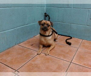 Pug-Unknown Mix Dogs for adoption in Downey, CA, USA