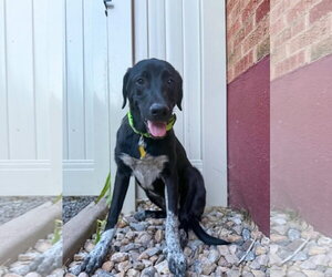 Labrador Retriever-Unknown Mix Dogs for adoption in Sandy, UT, USA