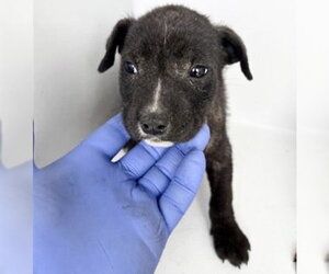 Labrador Retriever-Unknown Mix Dogs for adoption in Houston, TX, USA