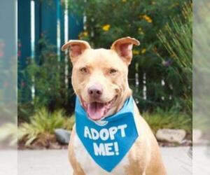 Staffordshire Bull Terrier Dogs for adoption in Pacific Grove, CA, USA