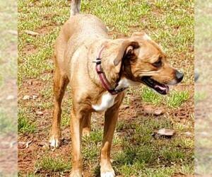 Australian Shepherd Dogs for adoption in Hamilton, GA, USA
