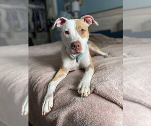 American Pit Bull Terrier Dogs for adoption in GILBERTS, IL, USA