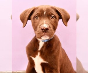 Borador Dogs for adoption in Sheridan, CO, USA
