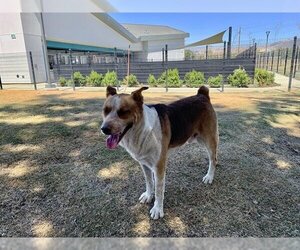 Texas Heeler Dogs for adoption in San Martin, CA, USA