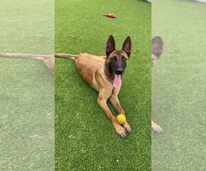 Mutt Dogs for adoption in Imlay City, MI, USA
