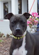 Staffordshire Bull Terrier Dogs for adoption in Kaplan, LA, USA