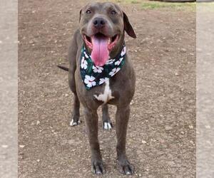 American Staffordshire Terrier-Unknown Mix Dogs for adoption in San Antonio, TX, USA