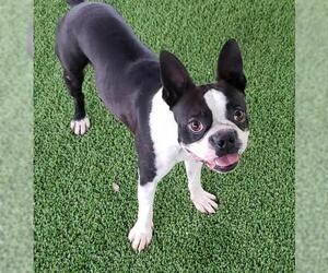 Boston Terrier Dogs for adoption in Pipe Creek, TX, USA