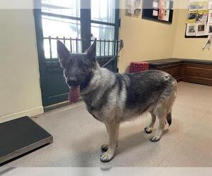 German Shepherd Dog-Unknown Mix Dogs for adoption in Pasadena, CA, USA