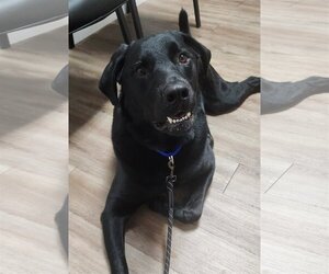 Labrottie Dogs for adoption in Royal Palm Beach, FL, USA