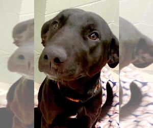 Labrador Retriever-Unknown Mix Dogs for adoption in Siren, WI, USA