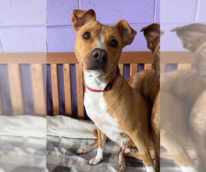 Basenji-Unknown Mix Dogs for adoption in Genesee, WI, USA