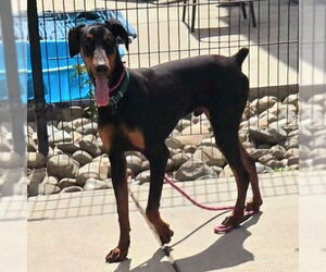 Doberman Pinscher Dogs for adoption in Sacramento, CA, USA