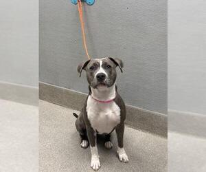 American Pit Bull Terrier-Unknown Mix Dogs for adoption in Las Vegas, NV, USA