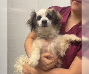 Colonial Cocker Spaniel Dogs for adoption in Chico, CA, USA