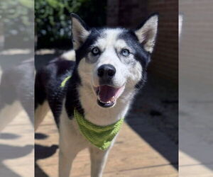 Siberian Husky Dogs for adoption in Matawan, NJ, USA