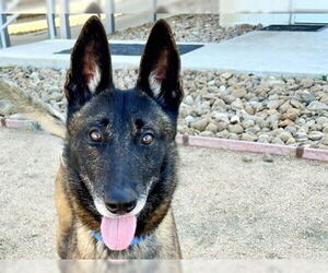 German Shepherd Dog-Unknown Mix Dogs for adoption in Imlay City, MI, USA