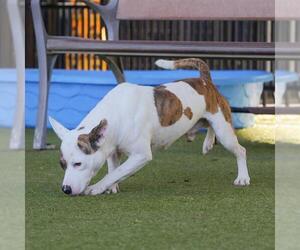 American Pit Bull Terrier-Unknown Mix Dogs for adoption in Waco, TX, USA